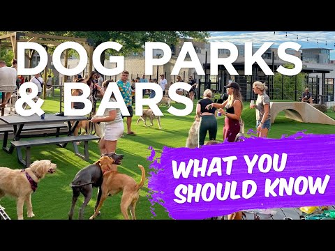 Ideas for Enhancing a Dog Park