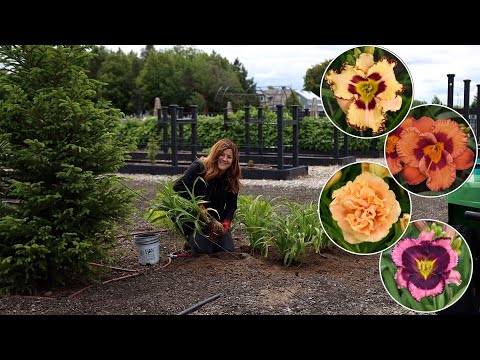 Enhancing Your Landscape with Stunning Daylily Ideas