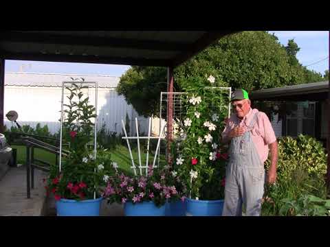 Creative Ideas for Mandevilla Trellises