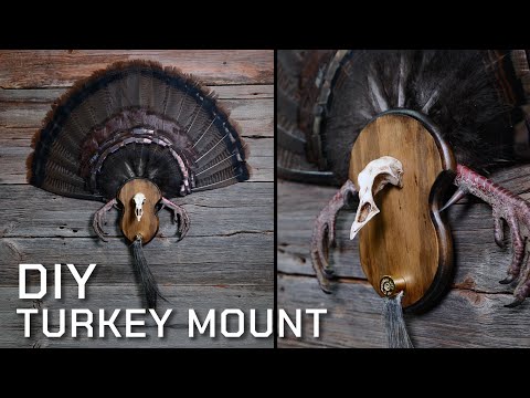 Creative Ideas for Mounting a Turkey