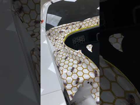 Creative Ideas for Wrapping a Dodge Charger