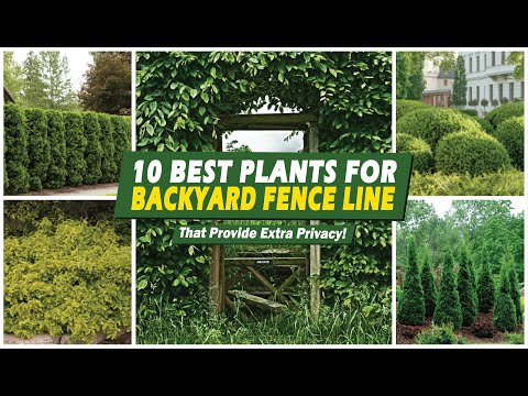 Ideas for Landscaping Along Your Fence Line