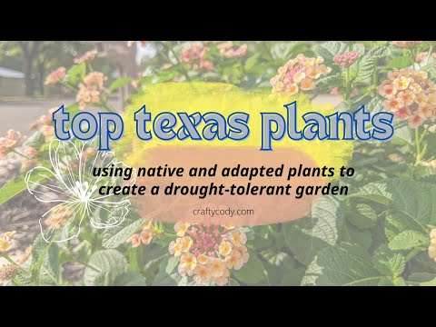 Ideas for Transforming Your Texas Backyard