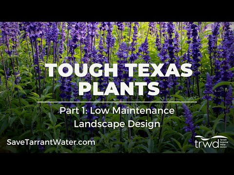 Texas Landscaping Ideas