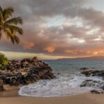 palm tree landscape ideas